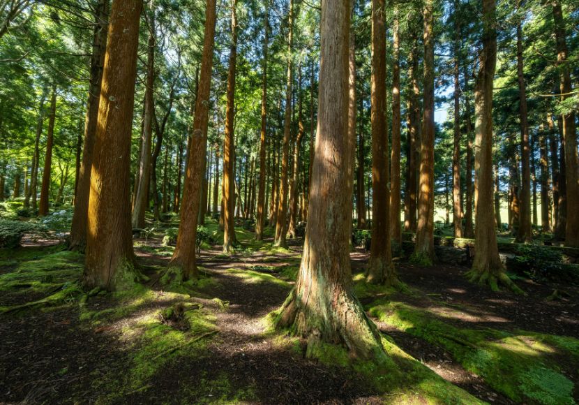 FSC certified sustainable forest for eco-friendly paper cup raw materials — CupsPak sustainability commitment